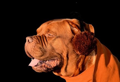 Dog Ear Muffs
